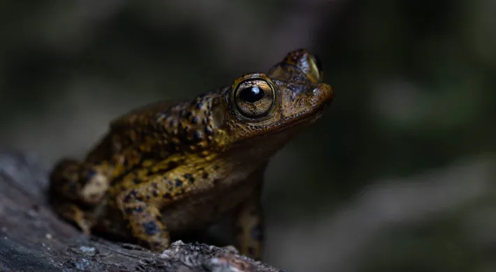 A small, brown frog or toad perched on a dark, rough surface, possibly a log or rock. The amphibian has large, prominent, golden eyes and warty, mottled skin with darker spots and yellow-green highlights, set against a deeply blurred, dark background.
