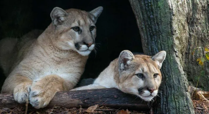 Two adult Cougars, which are large cats with medium, rounded ears and thick tan fur, lay huddled together, looking out of a cutout in a tree stump in a Cyrpress Swamp.