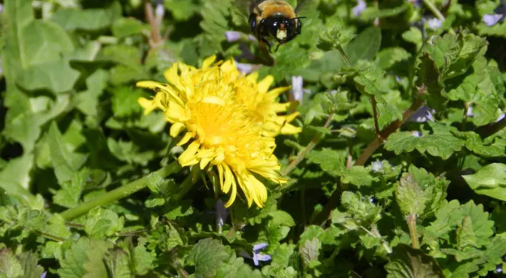 A close-up of a vibrant yellow Dandelion flower with delicate, spiky petals, set against a backdrop of lush green foliage. A Bee is hovering over the bloom preparing to land.