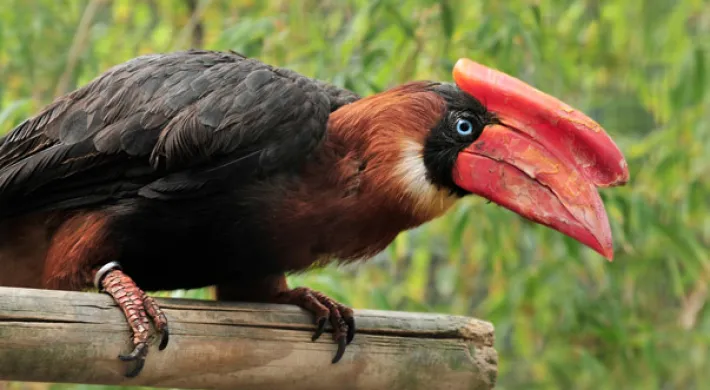 A close-up of a large, dark-bodied Rufous Hornbill, perched on a wooden beam. The bird has deep red-brown to black plumage, striking blue eyes, and a massive, bright red beak with a prominent casque (a helmet-like structure) on top.