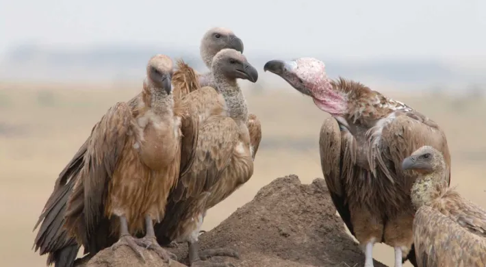 A group of five African White-backed Vultures, are gathered on a low dirt mound in an open grassland. One individual on the right has a pink, featherless neck and face, indicating it is likely a Lappet-faced Vulture or similar species, interacting with the others. The background is a soft, hazy landscape.