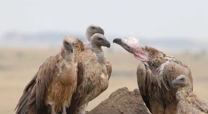 A group of five African White-backed Vultures, are gathered on a low dirt mound in an open grassland. One individual on the right has a pink, featherless neck and face, indicating it is likely a Lappet-faced Vulture or similar species, interacting with the others. The background is a soft, hazy landscape.