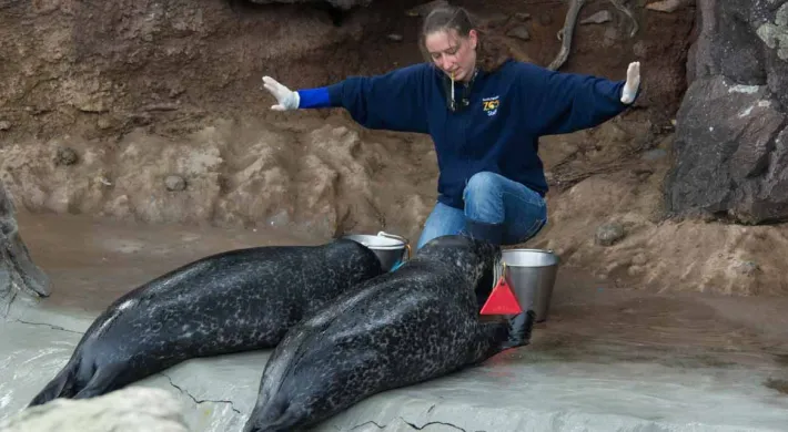 A caretaker kneels between two harbor seals on a wet, rocky platform, extending their arms in a training gesture. The seals are dark grey with spots, and the seal on the right has a small red tag on its flipper. Silver buckets are nearby, and the background is a rocky wall.