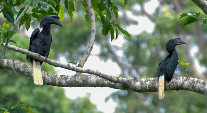 Two Black Sulu Hornbills are perched on a thick, horizontal tree branch. Both birds have entirely black bodies and casques, with striking long, pale yellow tails. The birds are framed by dark green leaves against a bright, blurred forest background.