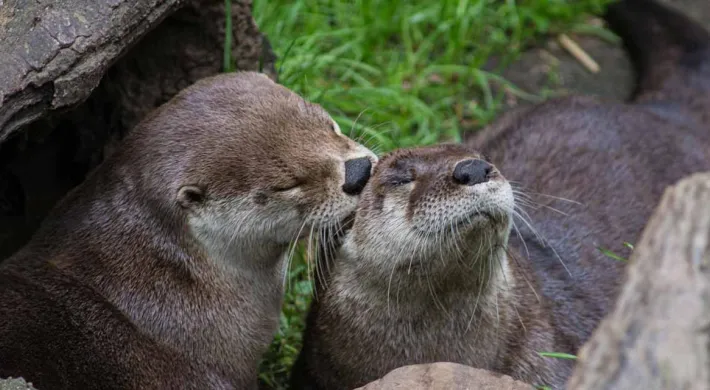 A tender moment between two brown otters: the one on the right is basking with its head tilted up, while the one on the left leans in for a gentle touch or kiss, showcasing their affectionate behavior.