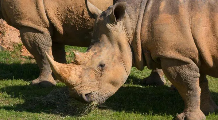 Two Rhinoceros with their head down, grazing and standing in the shade. 