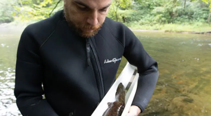 A man in a black wetsuit stands in a stream, holding a measuring trough with a large, dark Hellbender inside. He looks down at the animal with a focused expression. The stream bank behind him is covered in lush green foliage.