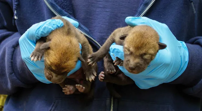 Two baby red wolf puppies are gently cradled in a Zoo team member's gloved hands, showcasing the small size and adorable features of the puppies.