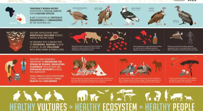 An infographic titled The Value of Vultures divided into three sections with different backgrounds. The top section, in beige, highlights that four of the five Vulture species are Critically Endangered or Endangered. The middle section, in red, shows illustrations of threats to vulture populations. The bottom section, in green, shows how vultures are key to a healthy ecosystem. The bottom of the graphic contains the phrase HEALTHY VULTURES = HEALTHY ECOSYSTEM = HEALTHY PEOPLE.