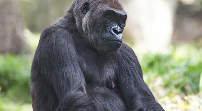 A Gorilla sitting with its legs tucked under it. The large, muscular animal is looking at the viewer, one hand resting on the ground while the other is clenched near his chest.