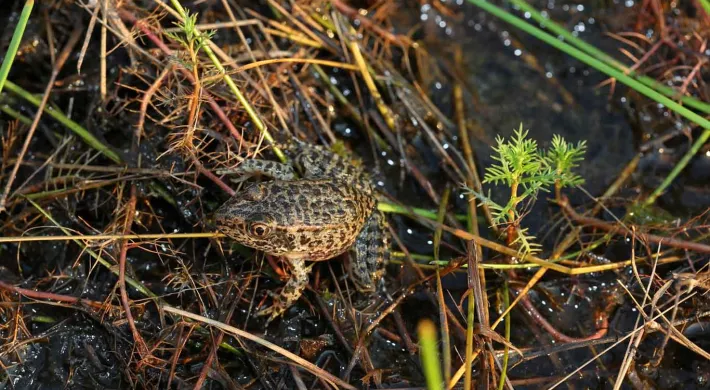 A small brown Puerto Rican Crested Toad with mottled skin and large brown eyes sitting on the ground which is wet and covered with brown pine needles..