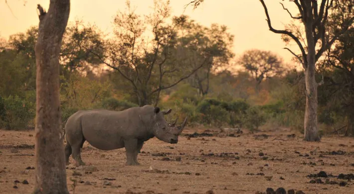 A Rhinoceros standing in a savanna at sunset, a large tree trunk visible in the foreground an d a line of sparse trees stand behind it.