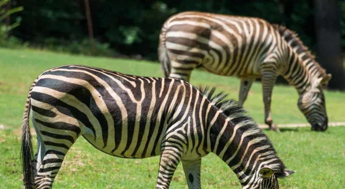 Two zebras feeding in a grassy green habitat, showcasing their distinctive black and white stripes.