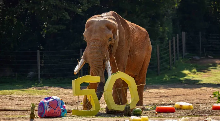 Elephant, C'sar stands in his sprawling habitat among his scattered 50th Birthday party enrichment items, including the numbers 5 and 0, juicy watermelons and pineapples, a "cake" substitute made of a variety of frozen fruits, and a large ball painted festively for the occasion and filled with treats.