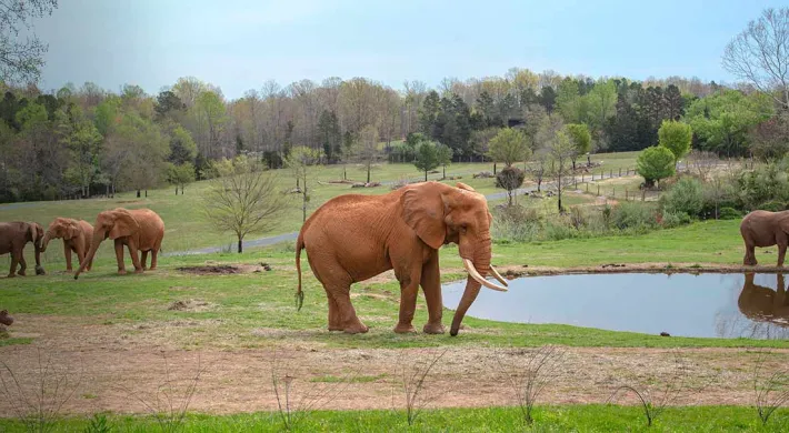 Elephant Csar standing in front of a pod with a large beautiful green field with trees . Three female elephants gathered behind him and one near the water behind the pond