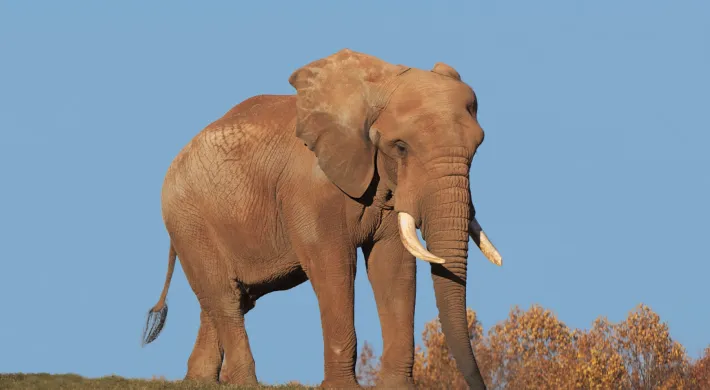C'sar elephant walking through lush green grass against a cloudless blue sky.
