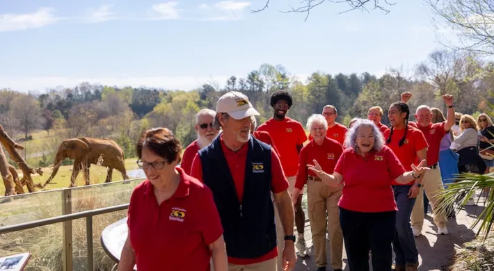 Group of adult volunteers walking by the Elephant habitat with an elephant standing in the background on a bright sunny day.
