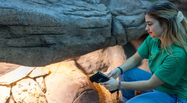 An intern in a green shirt takes the temperature of a tortoise on habitat in the Desert Dome.