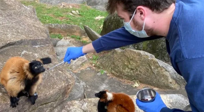 An intern feeds a red ruffed lemur on habitat with tongs. The intern wears appropriate PPE including gloves and a mask.