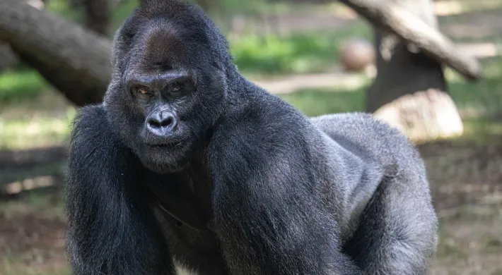 Mosuba gorilla walks on all fours across habitat with climbing enrichment visible in the background.
