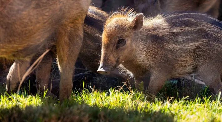 Small brown warty piglet with dark brown stripes down its back follows behind its mother across a grassy meadow inside its garden habitat.