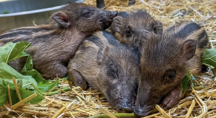 Four small, sleepy warty piglets snuggle in a pile as they rest in a bed of hay near their watchful mother. The babies have a mixture of light brown fur, dark brown stripes along their backs, and deep brown eyes and snouts.