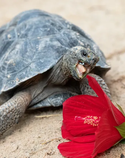 A large dark green and brown Galapagos Tortoise lays on a sandy ground eating a full, red hibiscus flower.