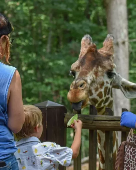 family feeding giraffe with volunteer on giraffe deck