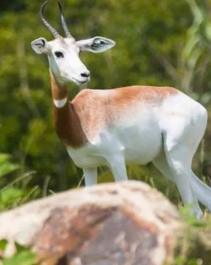 A Dama Gazelle with white fur, a brown neck and shoulders, and ridged, curved horns stands amidst green foliage and a large, out-of-focus rock in the foreground.