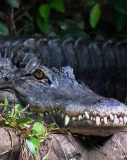 An up close view of an Alligator, focused on its long scaly face and long mouth full of sharp teeth. It appears to be lying amongst shrubs and underbrush.