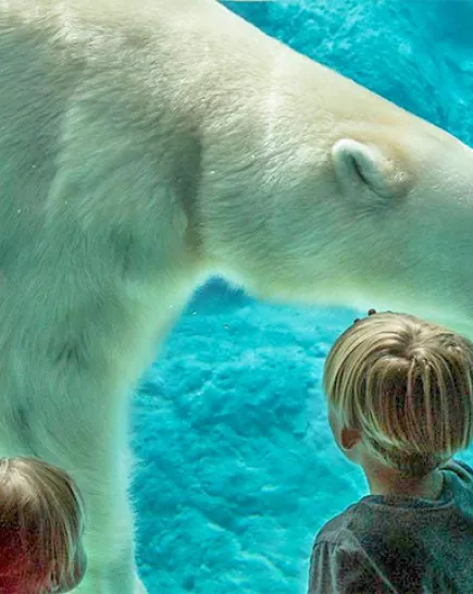 A mother and her children are looking at a Polar bear swim by at an underwater view.