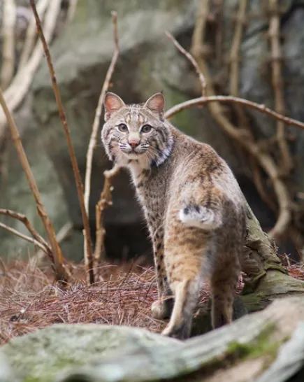 Bobcat looking over its shoulder was it walks to the back of its habitat.