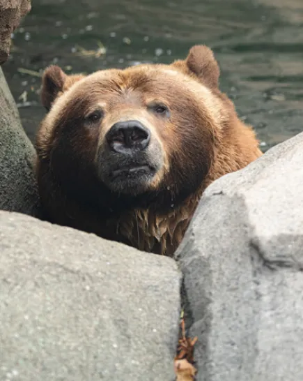 A closeup of a fuzzy, brown Grizzly Bear head peeking up from between two rocks in its swimming pool.