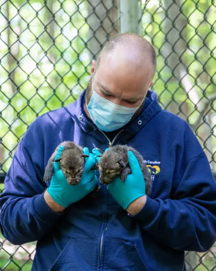 Redwolf pups born in 2020