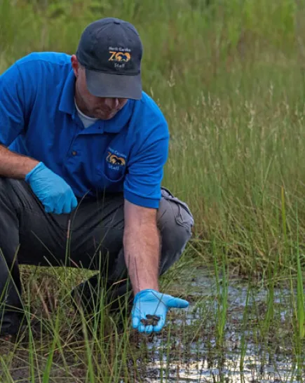 Releasing Gopher frogs