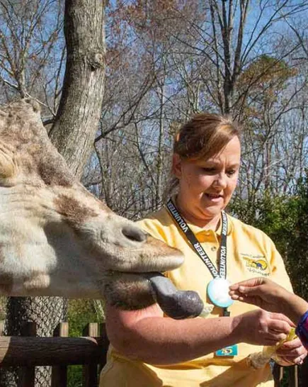 Giraffe-Feeding-Volunteer-Guest-NCZoo-4997.jpg A large giraffe's head reaches over a wooden fence to eat a treat from the hand of a young girl wearing a bright pink jacket. The girl is smiling as she offers the food. A zoo worker in a yellow shirt stands between the giraffe and the girl, supervising the interaction. The scene takes place outdoors on a sunny day with trees in the background.