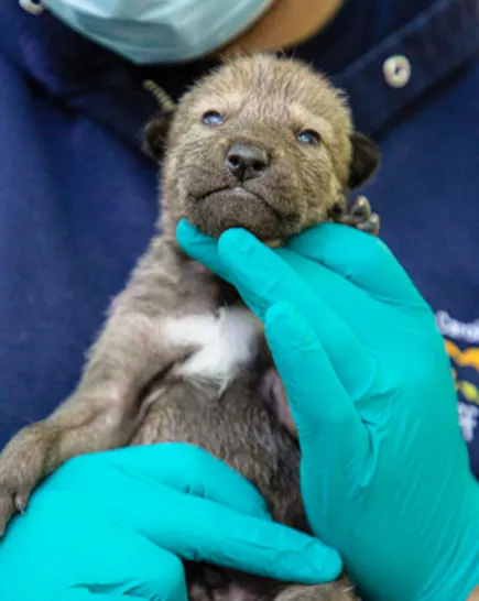 Very young Red Wolf puppy being held by a vet tech for check-up.