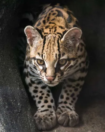 ocelot-dsc_0640-100.jpg Ocelot