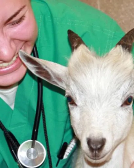 Vet camp