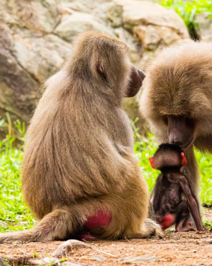 Brown, fuzzy, baby baboon, Winnie sits crouched between her parents Candy and Babu as her father (Babu) gazes down at her.