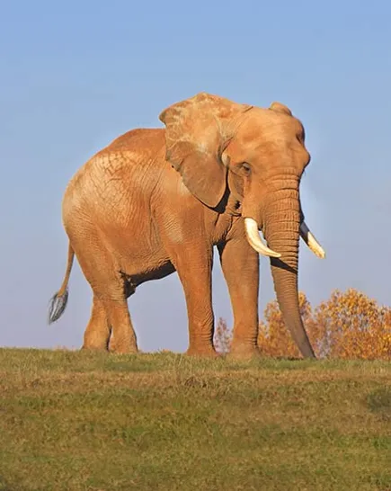 Elephant C'sar standing in a green grassy field with a blue sky behind him.