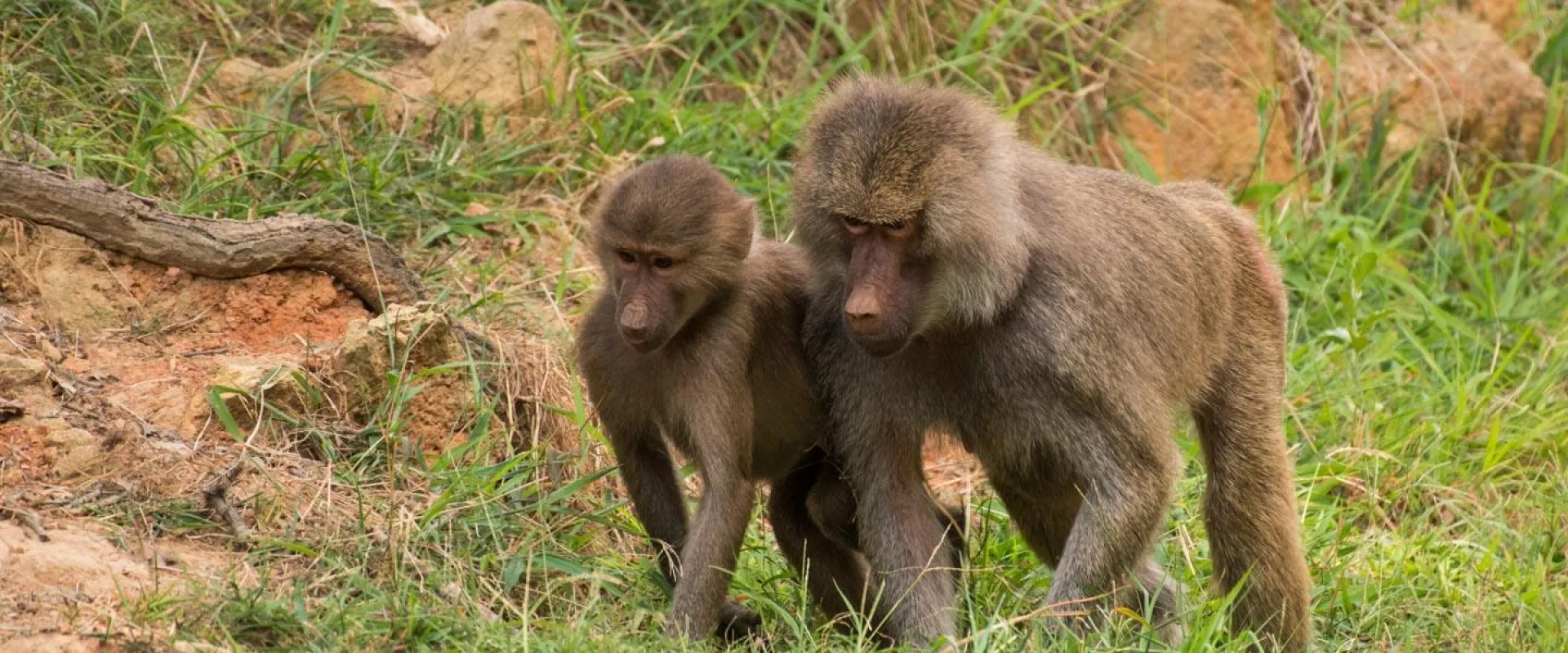 Two Hamadryas Baboons, one baby and one adult, walking side by side on all fours across a grassy habitat.