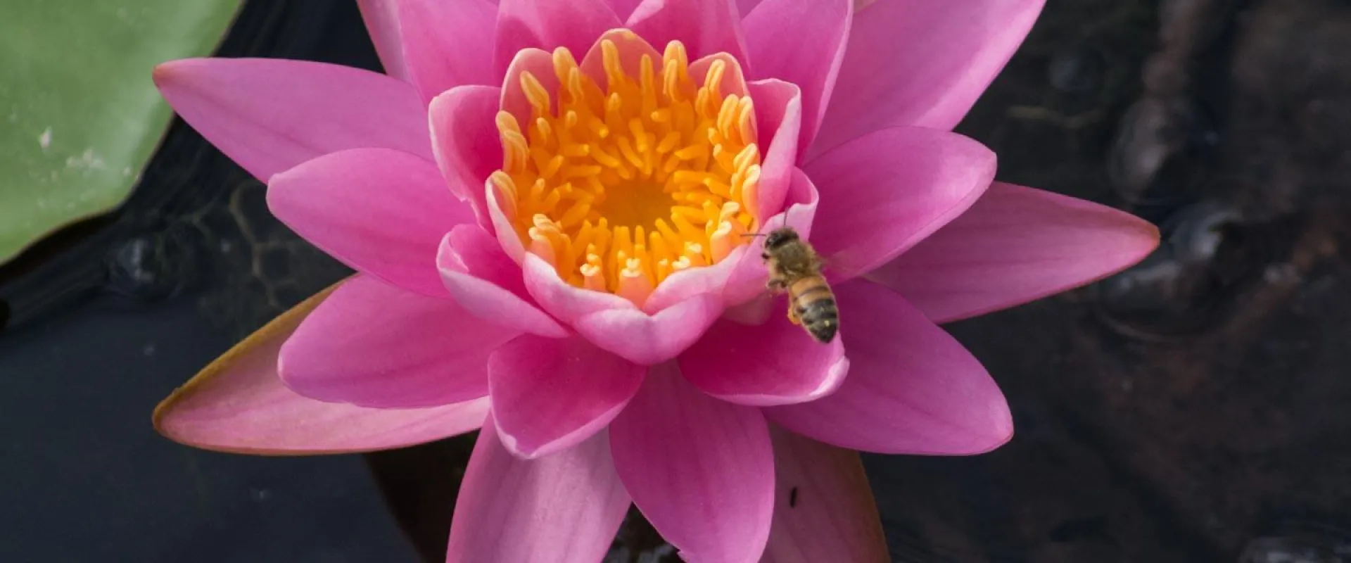 A black and yellow Honey bee flying next to the petals of a large pink flower with bright yellow center.