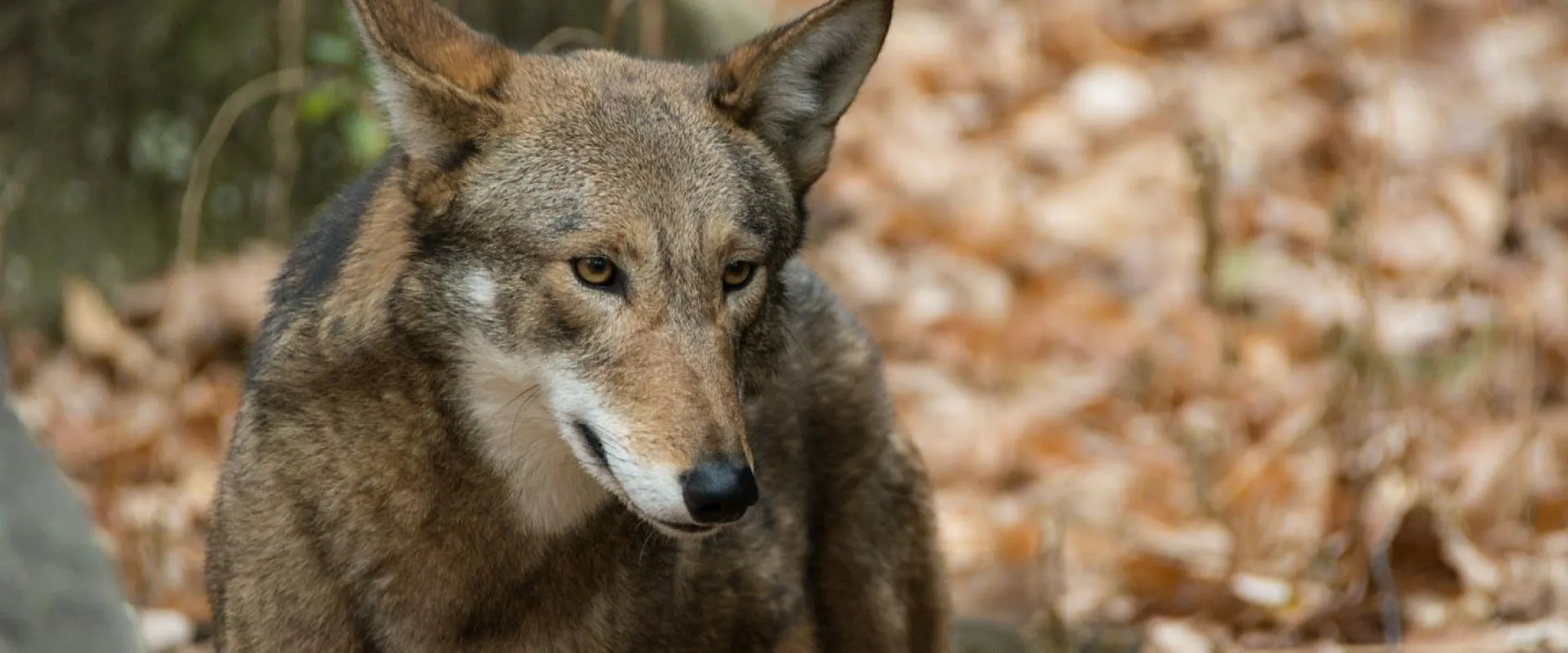 The face of a red wolf with one ear facing front and one ear facing to the right side.