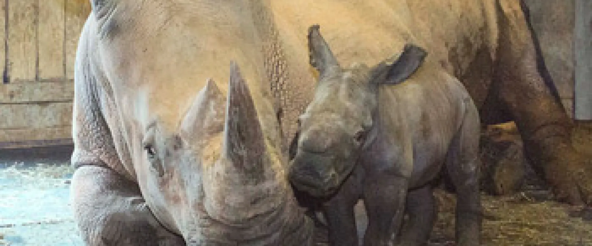 Rhino mother reclines in a barn while baby rhino nestles close to her face.