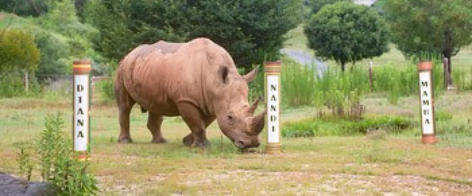 A rhino in a lush green Watani habitat stands among three naming pillars, approaching the pillar with the name "Nandi" written in large black letters on a white background.
