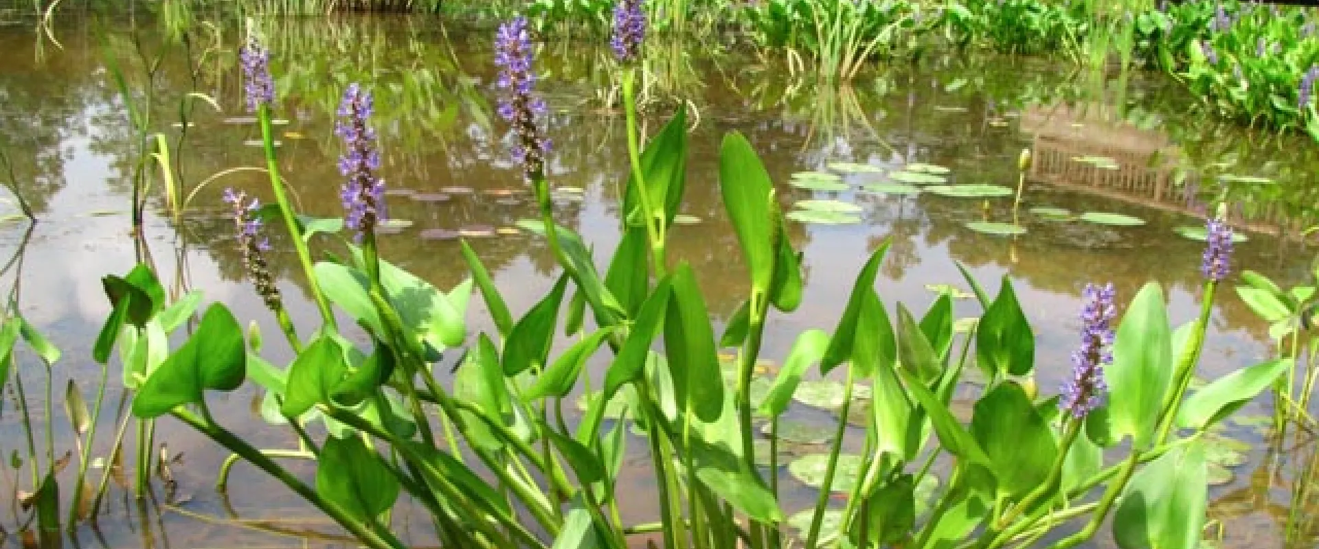 A cluster of Pickerelweed plants with vibrant green, heart-shaped leaves and tall spikes of small purple flowers growing in a shallow, murky pond at the zoo. In the background, other aquatic vegetation fill the pond, leading to a partially visible wooden dock on the right side and a line of green trees along the far edge. 