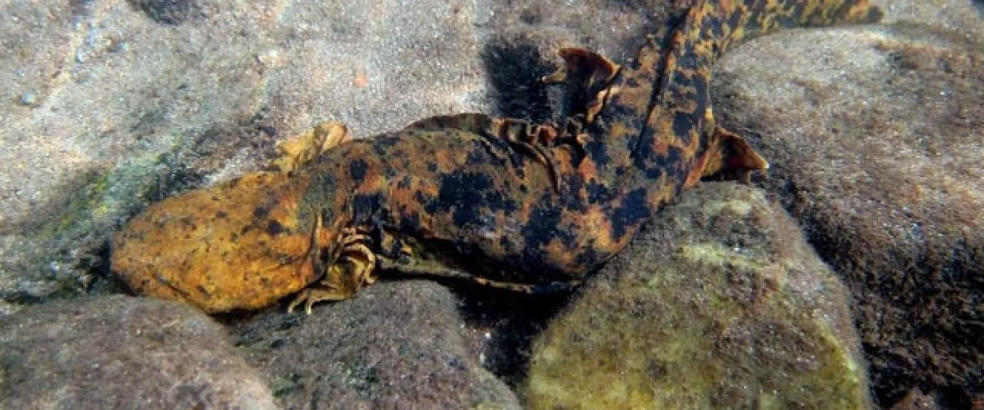 A long, mottled brown and black patterned amphibian with a flat, rounded head called a Hellbender laying camouflaged on some rocks.