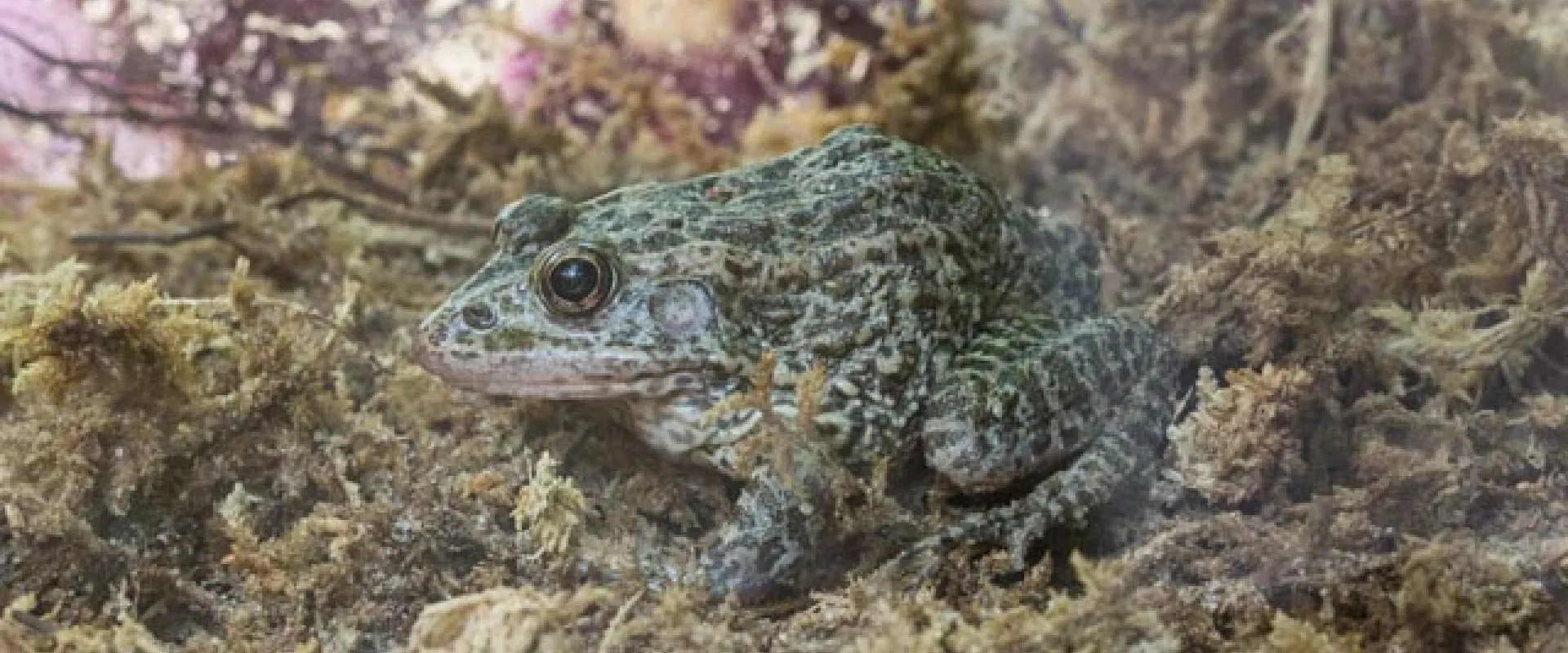 A side view of a small, mottled green Carolina gopher frog blending in with a mossy background.