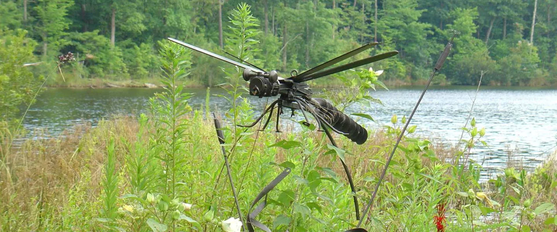A green and brown dragonfly perched on the tip of a long blade of grass. It is surrounded by lush green plants and there is a large lake with trees along the shoreline in the background.